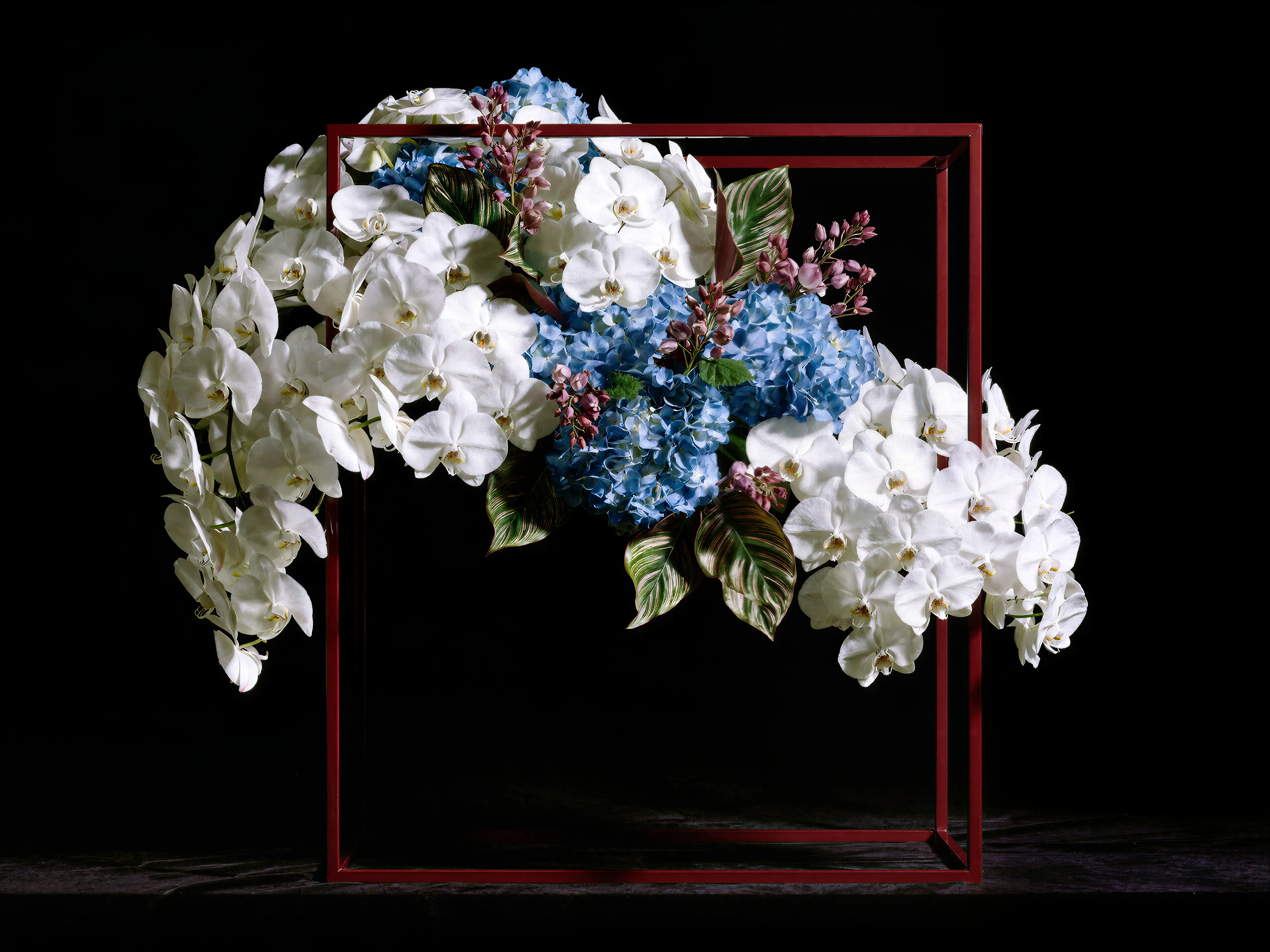 Calamai bloemsculptuur met witte orchideeën en blauwe hortensia's in rood stalen frame.
