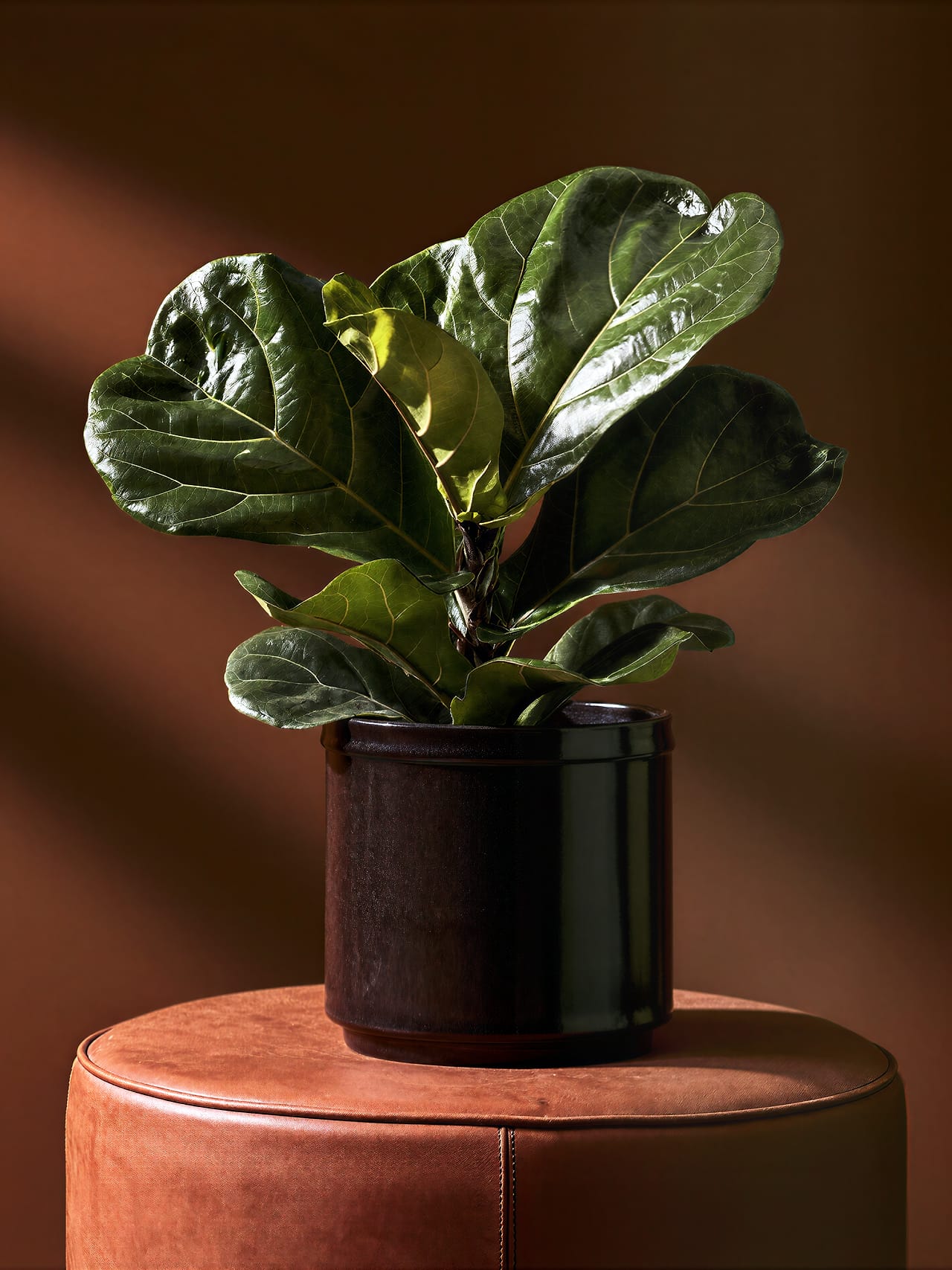Calamai Ficus Lyrata kunstplant in donkere keramische pot op een leren poef.