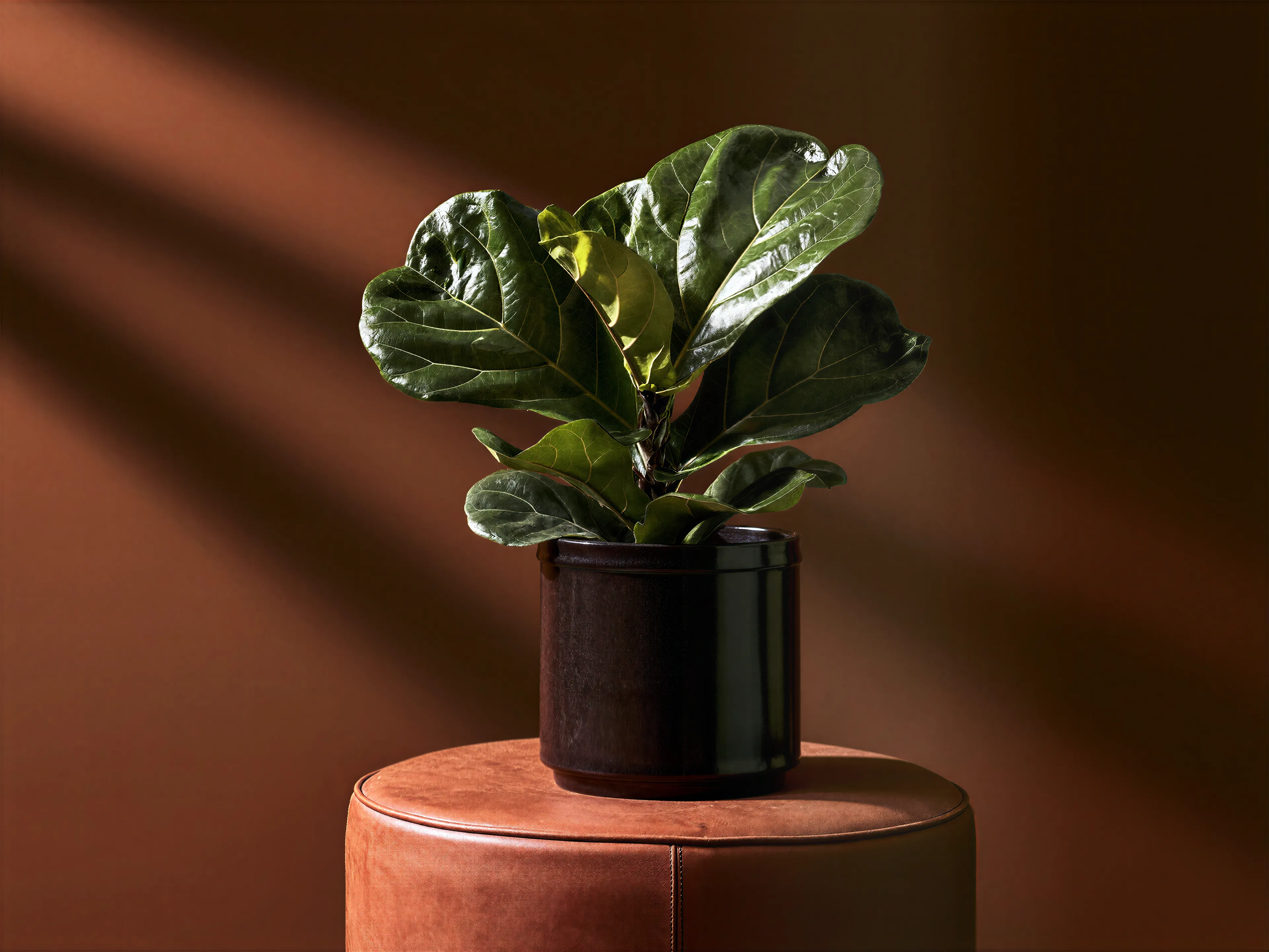 Calamai Ficus Lyrata kunstplant in donkere keramische pot op een leren poef.